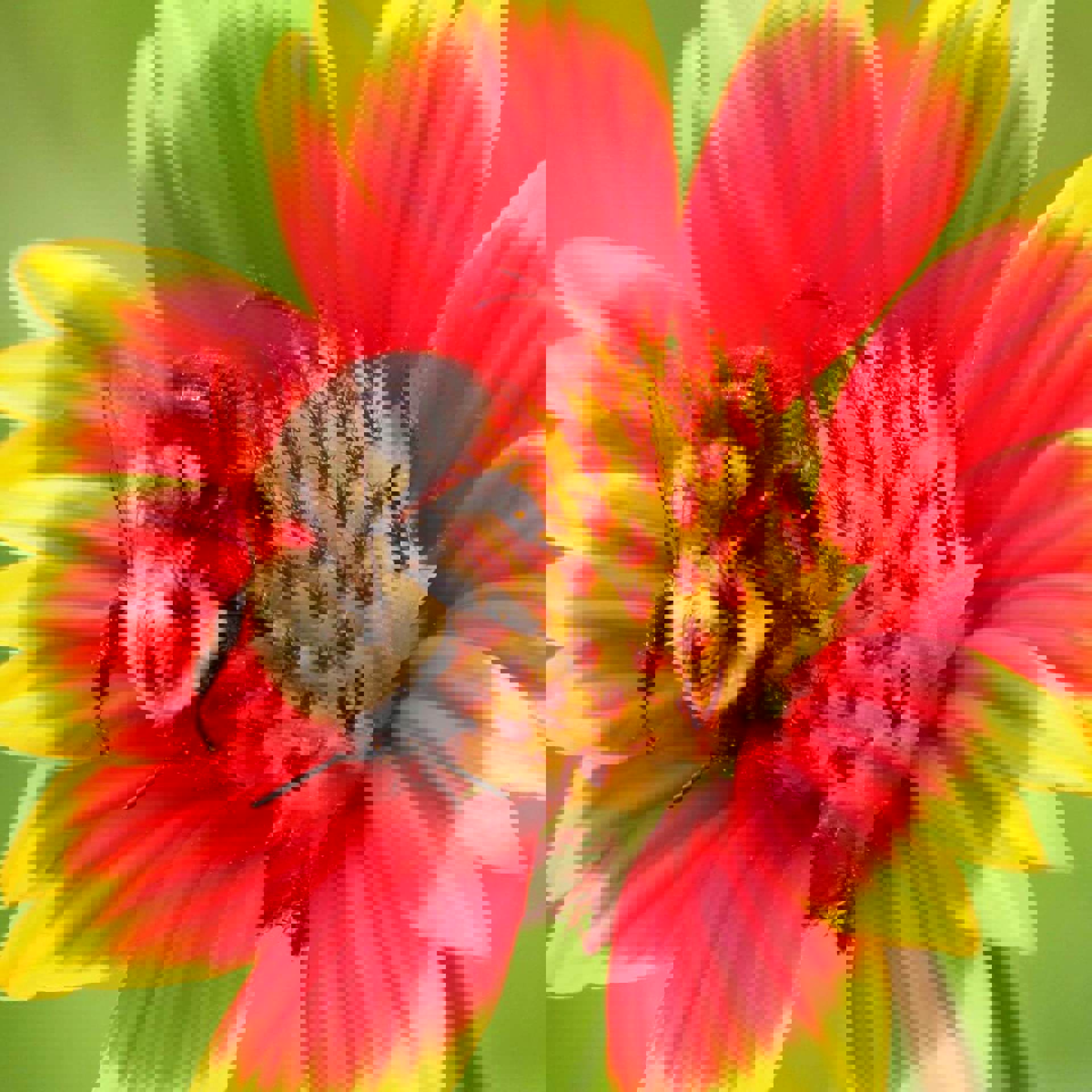 bee-on-flower.jpg