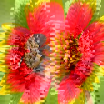 Bee on Flower