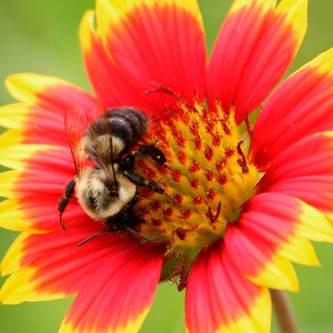 Bee on Flower