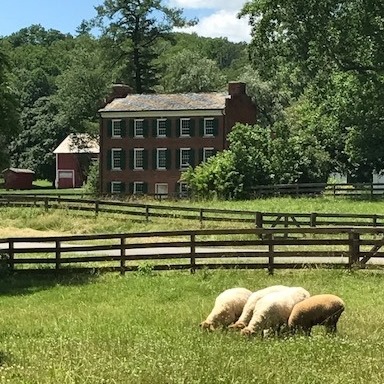 Sheep on a Farm