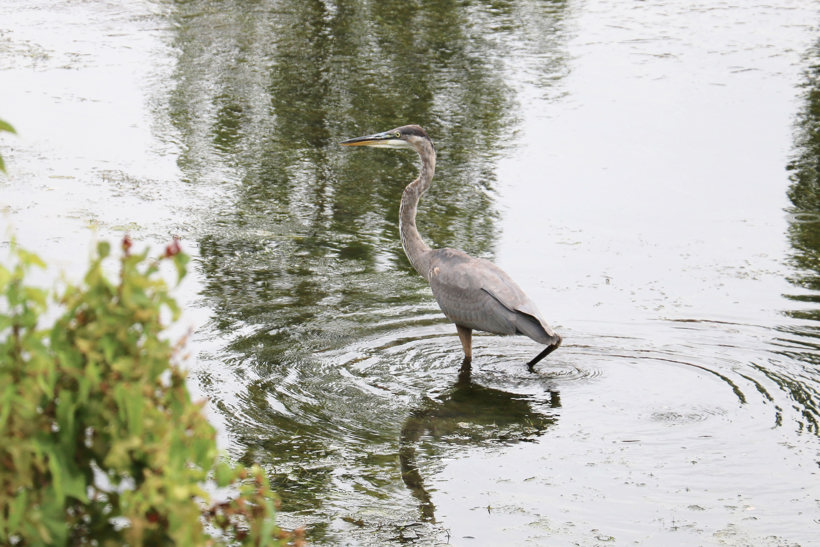 Blue Heron in Akron